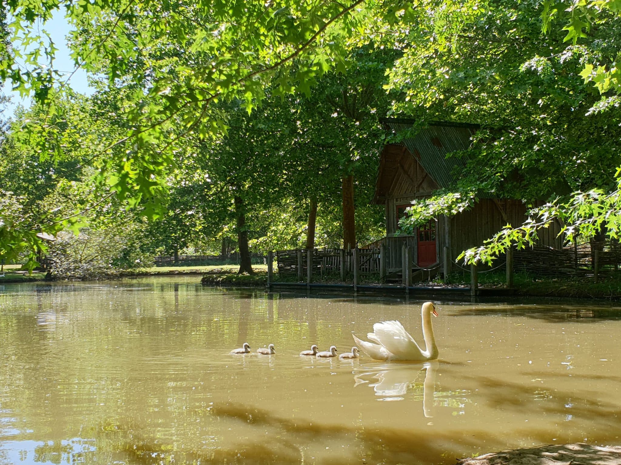 Cygnes Parc du Bournat